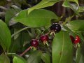 Cerise du Brésil - Eugenia brasiliensis